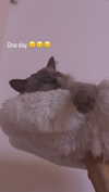 emxllouise2 Altpins Profile Picture