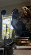 estr3iia Altpins Profile Picture