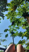 eusandyyh Altpins Profile Picture