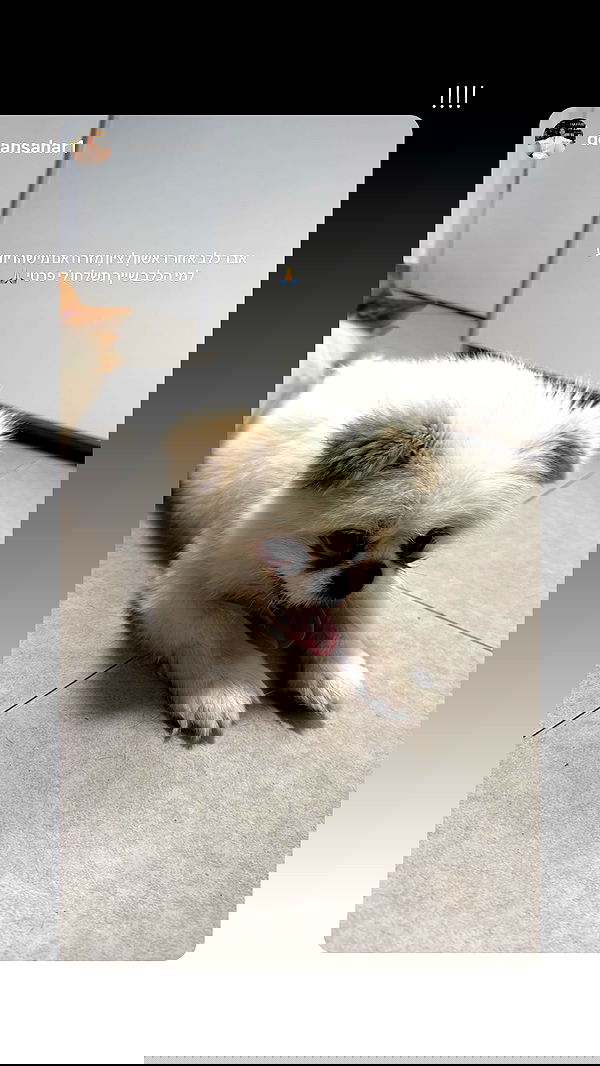 eve__sahar image ~ Altpins