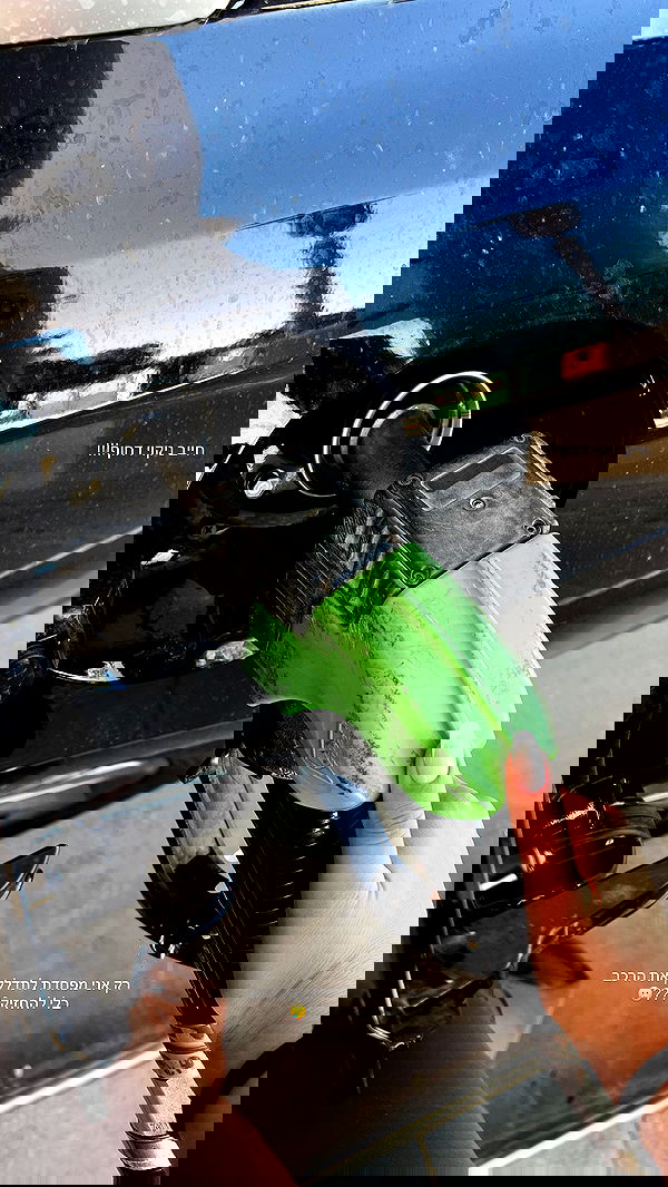 eve__sahar image ~ Altpins