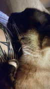 faeryfatale Altpins Profile Picture