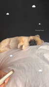 freyx.cannon Altpins Profile Picture