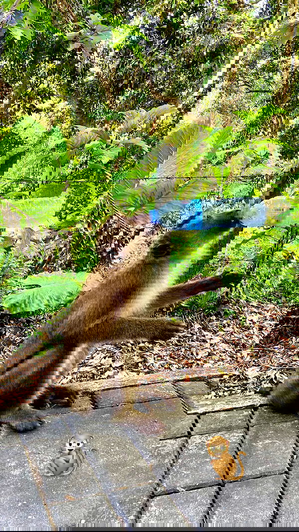 g.a.l.1.a g.a.l.1.a archive image