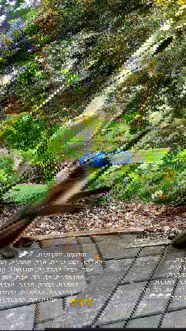 g.a.l.1.a g.a.l.1.a archive image