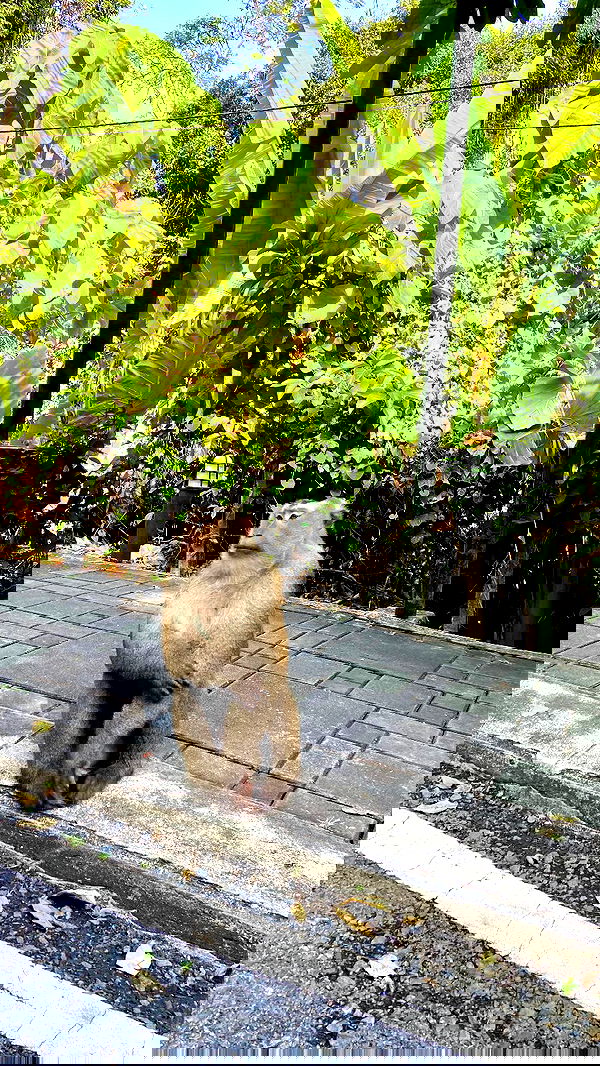 g.a.l.1.a g.a.l.1.a archive image