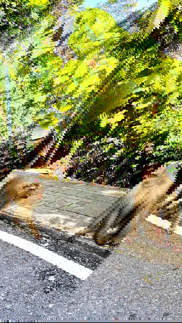 g.a.l.1.a g.a.l.1.a archive image