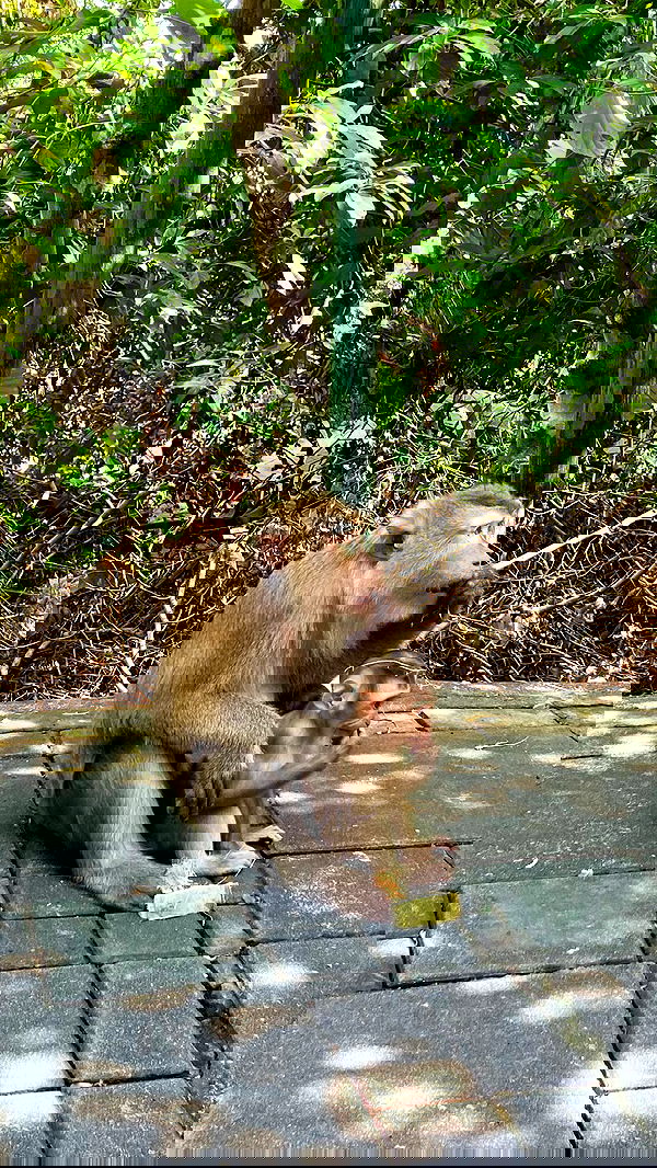 g.a.l.1.a g.a.l.1.a archive image