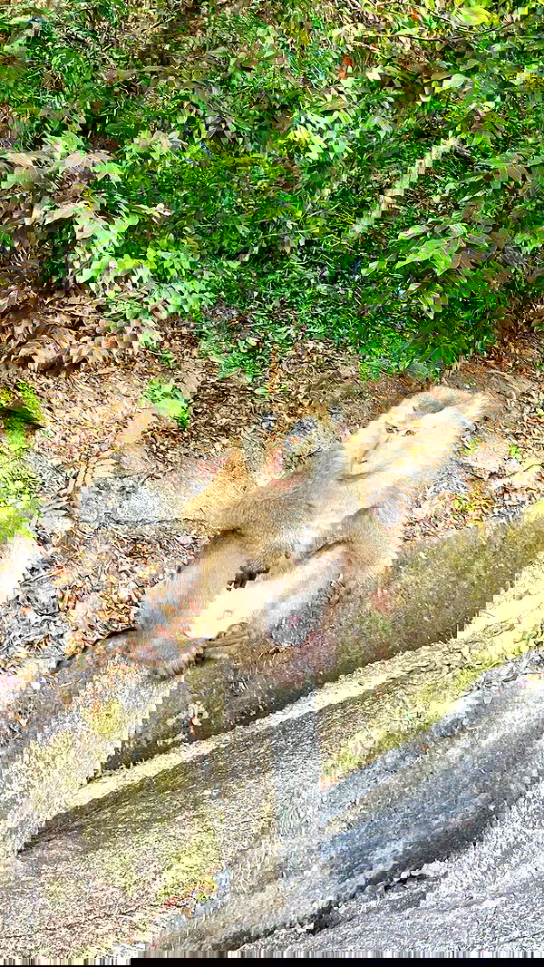 g.a.l.1.a g.a.l.1.a archive image