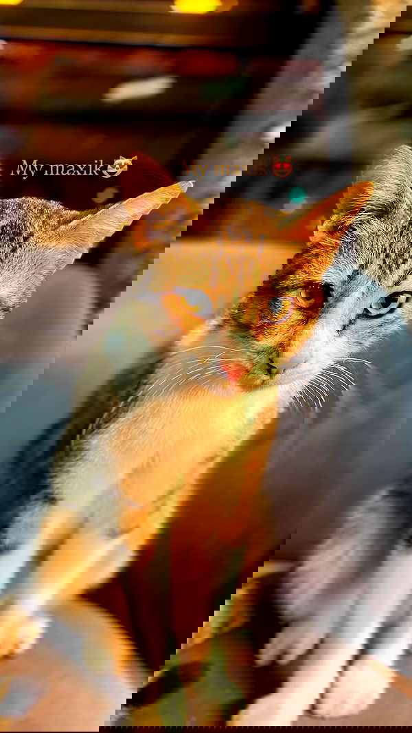 g.a.l.1.a g.a.l.1.a archive image