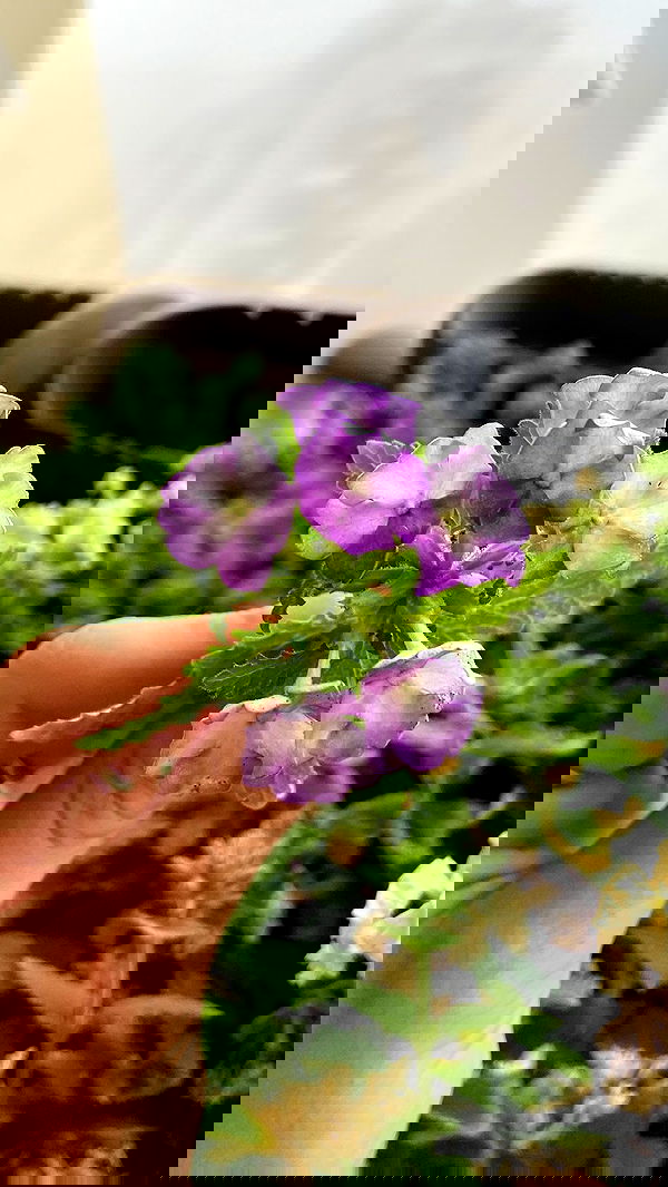 g.a.l.1.a g.a.l.1.a archive image