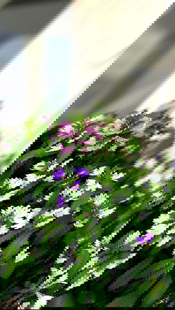 g.a.l.1.a g.a.l.1.a archive image