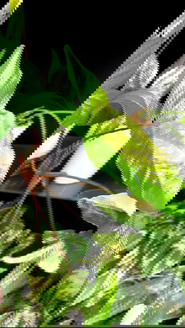 g.a.l.1.a g.a.l.1.a archive image