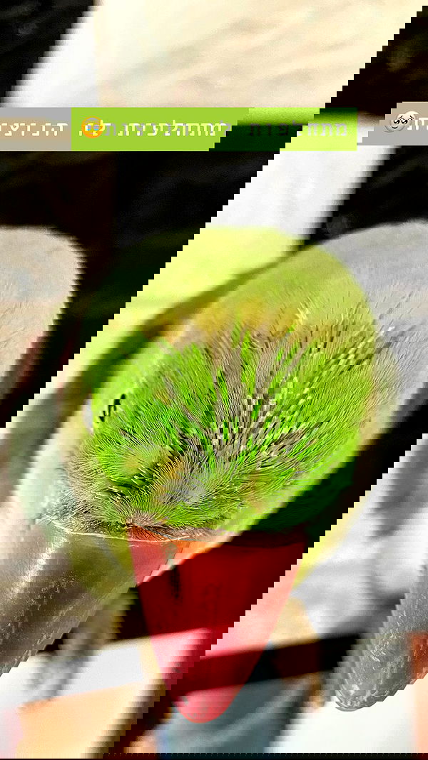 g.a.l.1.a g.a.l.1.a archive image