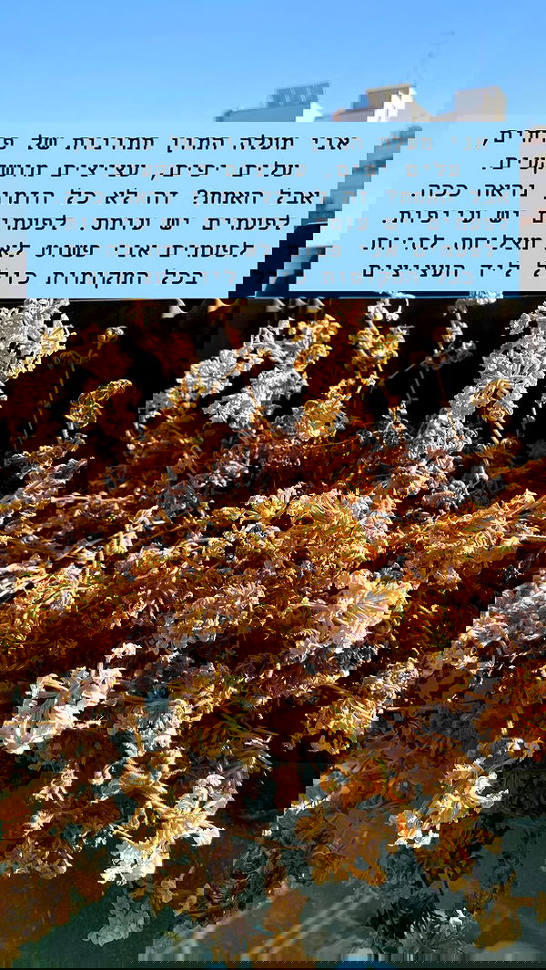 g.a.l.1.a g.a.l.1.a archive image