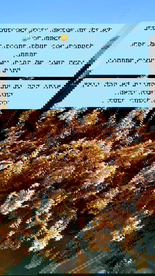 g.a.l.1.a g.a.l.1.a archive image