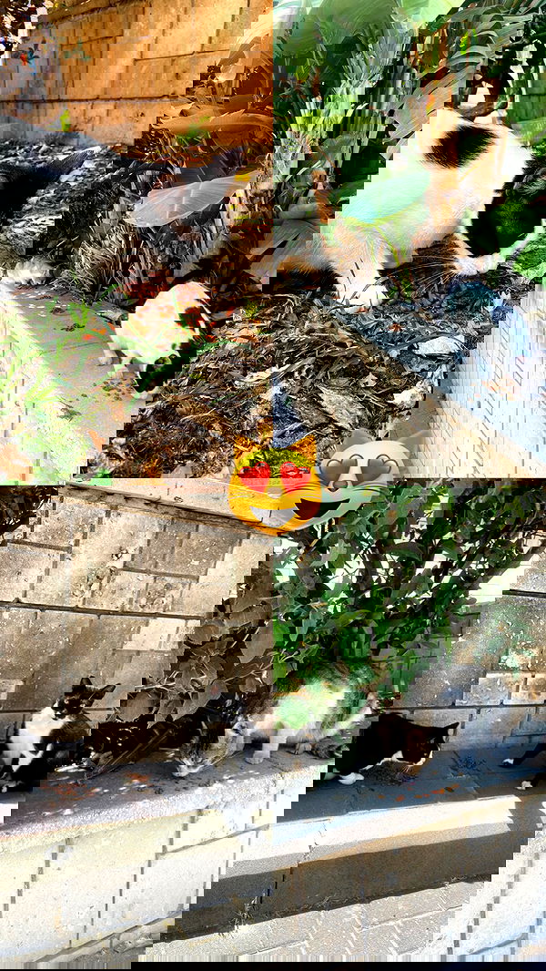 g.a.l.1.a g.a.l.1.a archive image