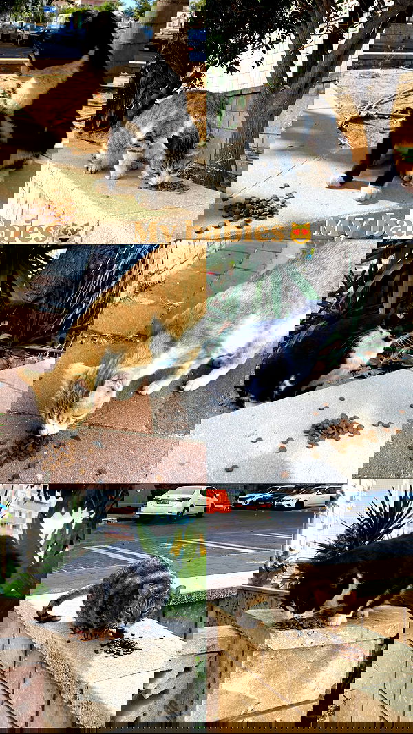 g.a.l.1.a g.a.l.1.a archive image