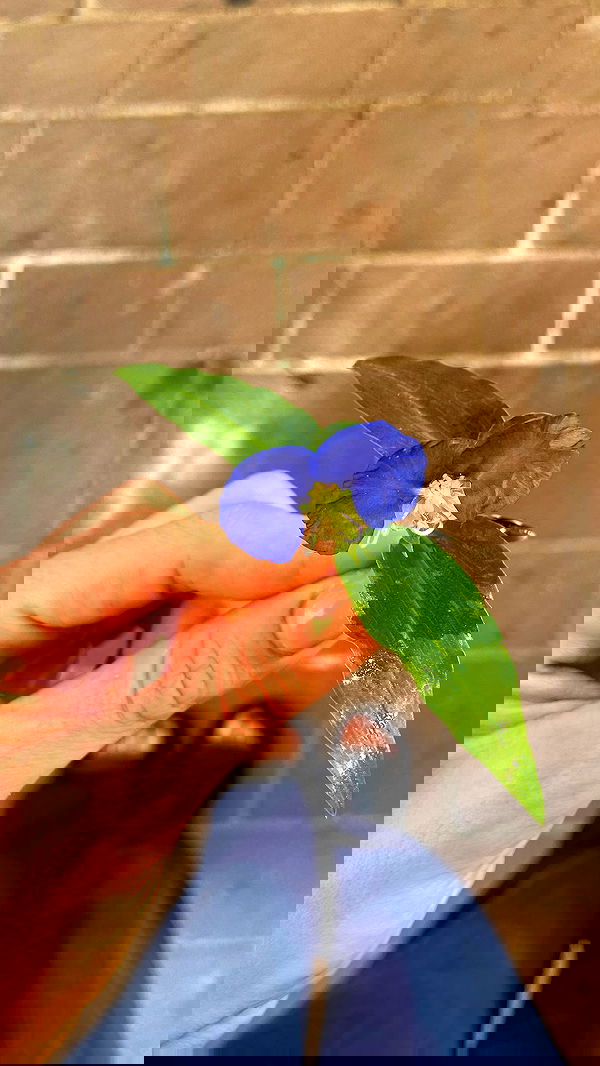 g.a.l.1.a g.a.l.1.a archive image