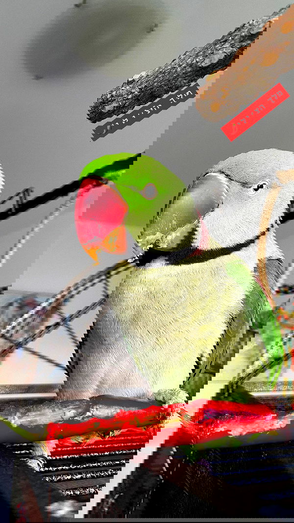 g.a.l.1.a g.a.l.1.a archive image