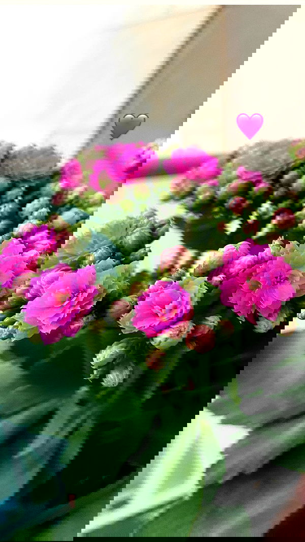 g.a.l.1.a g.a.l.1.a archive image