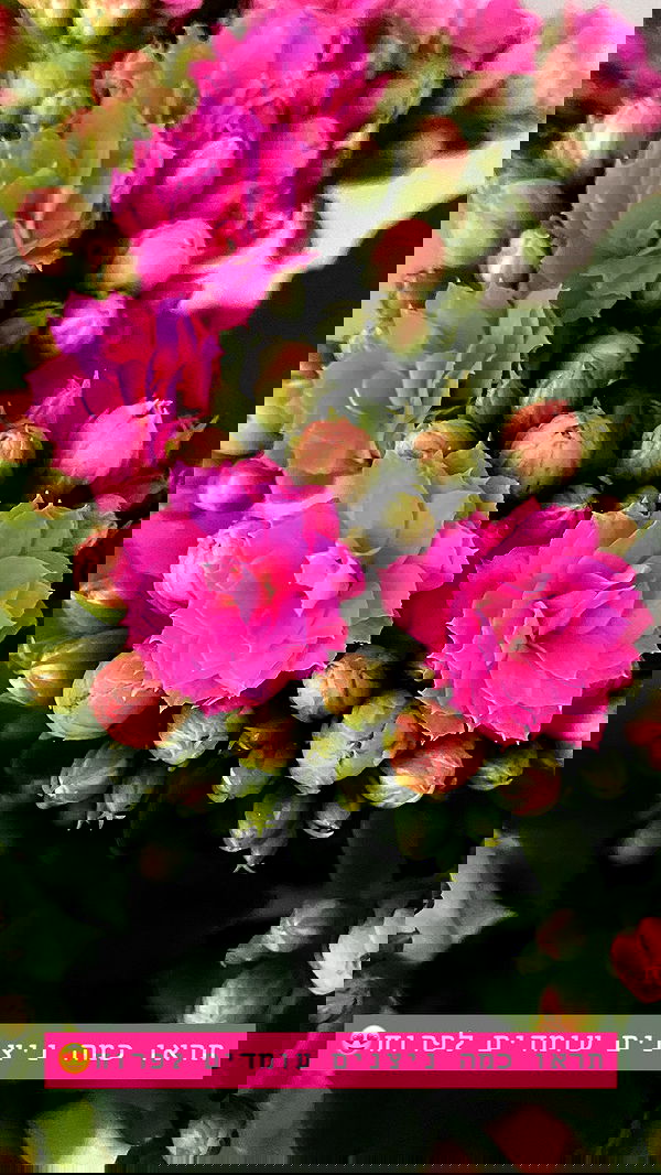 g.a.l.1.a g.a.l.1.a archive image