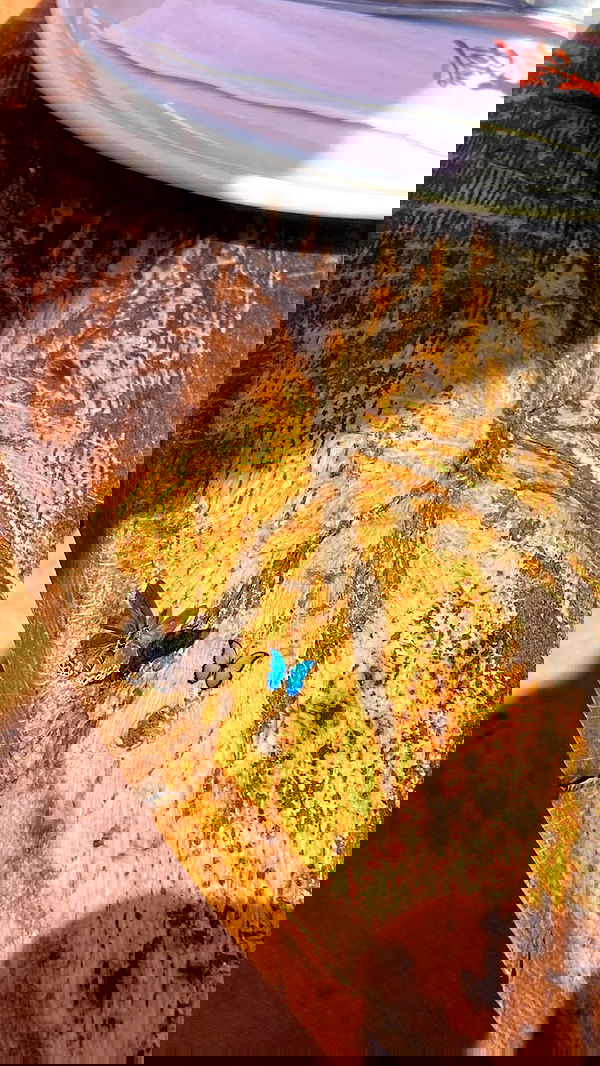 g.a.l.1.a g.a.l.1.a archive image