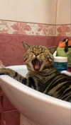 g.rshmn.dead Altpins Profile Picture