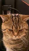 g.rshmn.dead Altpins Profile Picture