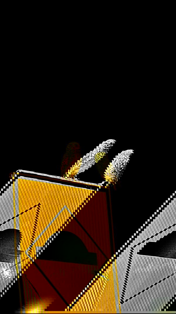 gabnoyr gabnoyr archive image