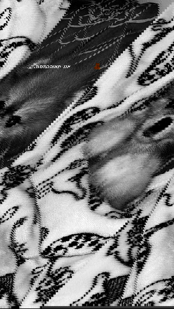 gaya__twizer gaya__twizer archive image