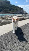 giadapaletto_ Altpins Profile Picture