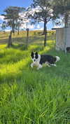 gingercreminn Altpins Profile Picture