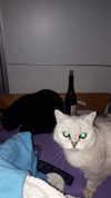 giteltm Altpins Profile Picture