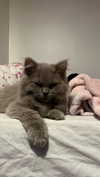 graciebwest Altpins Profile Picture
