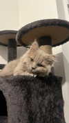 graciebwest Altpins Profile Picture