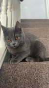 graciebwest Altpins Profile Picture