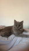graciebwest Altpins Profile Picture