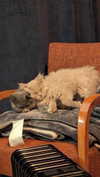 graciebwest Altpins Profile Picture