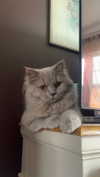graciebwest Altpins Profile Picture