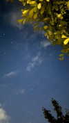 graciebwest Altpins Profile Picture