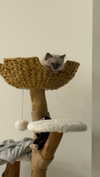 graciebwest Altpins Profile Picture