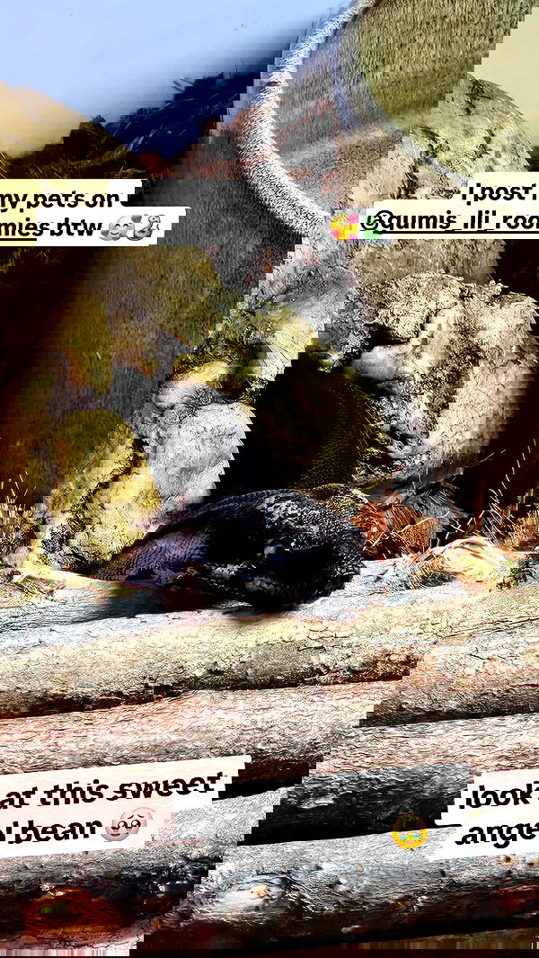 gumihohannya image ~ Altpins