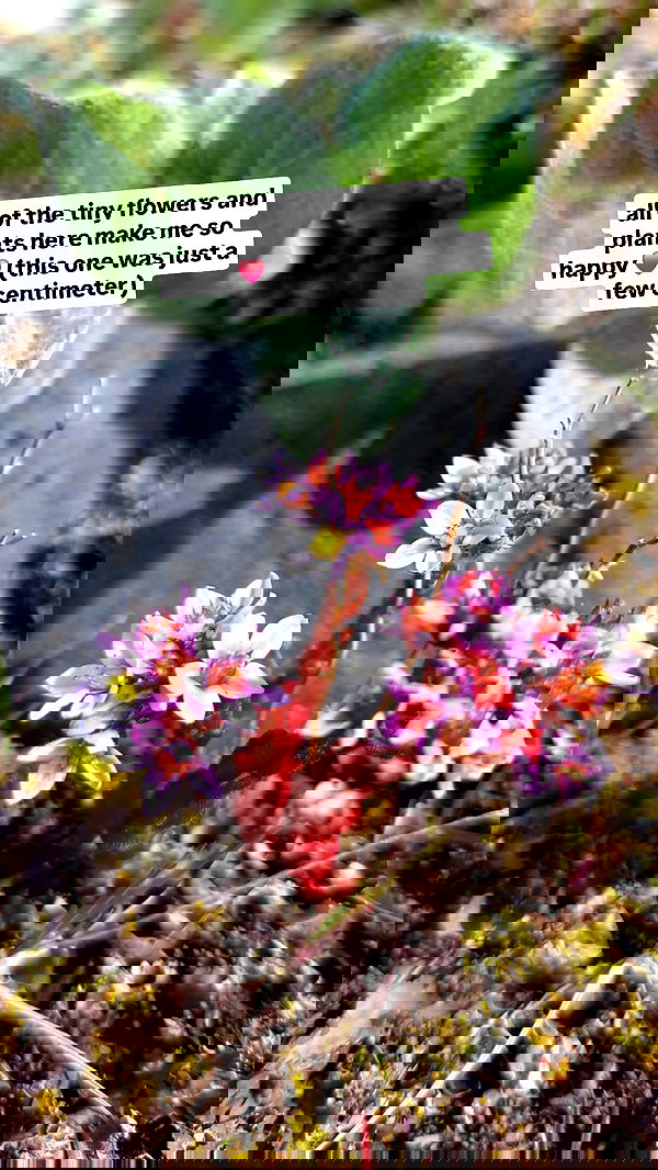 gumihohannya image ~ Altpins