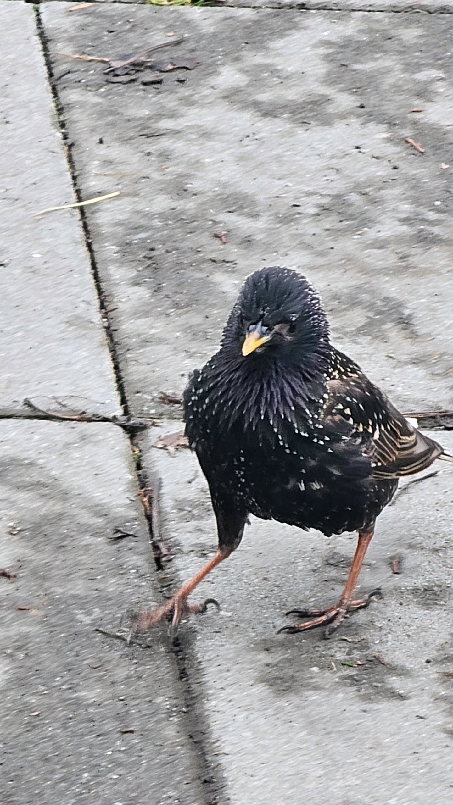 gumihohannya instagram image archive image