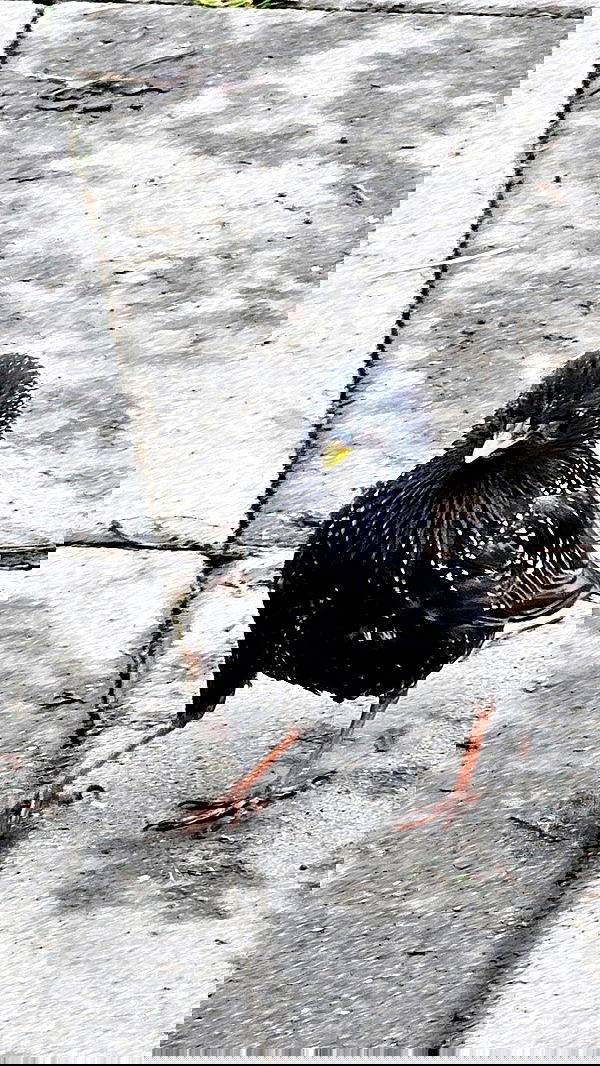 gumihohannya image ~ Altpins