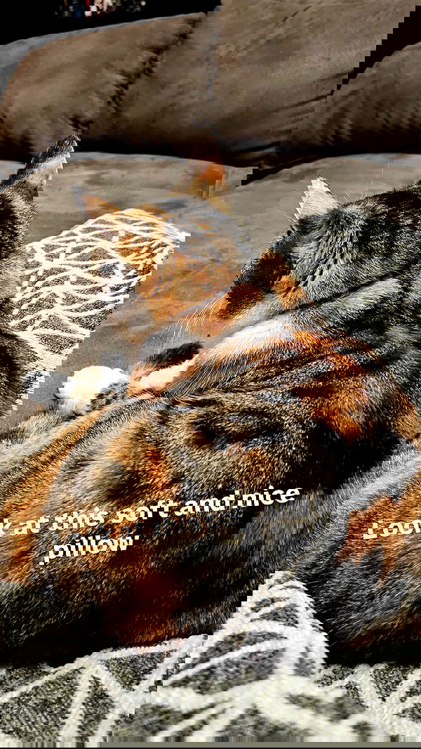 gumihohannya image ~ Altpins