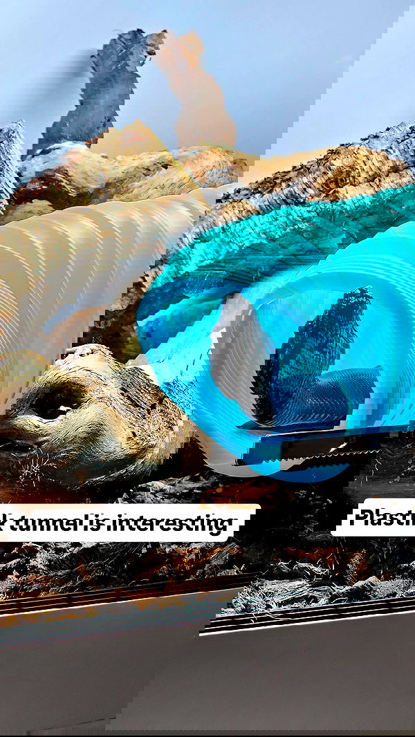 gumihohannya image ~ Altpins