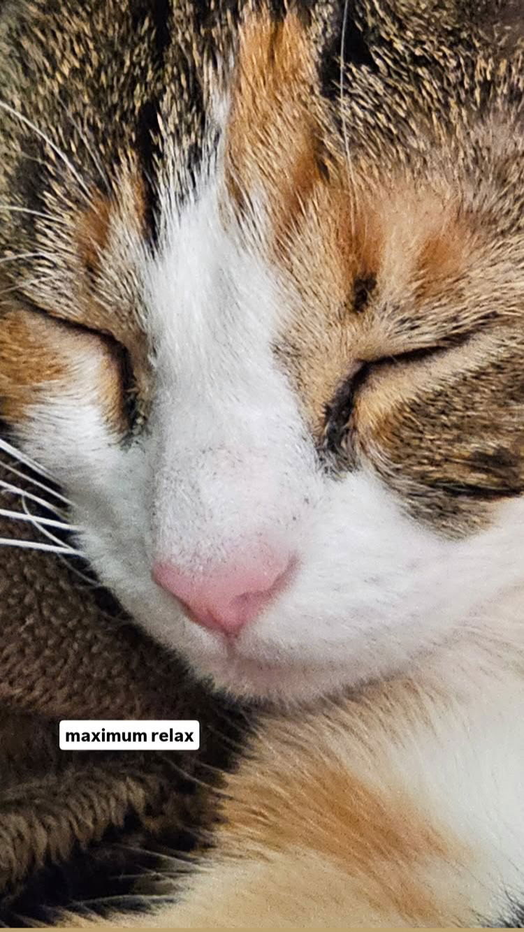 gumihohannya instagram image archive image