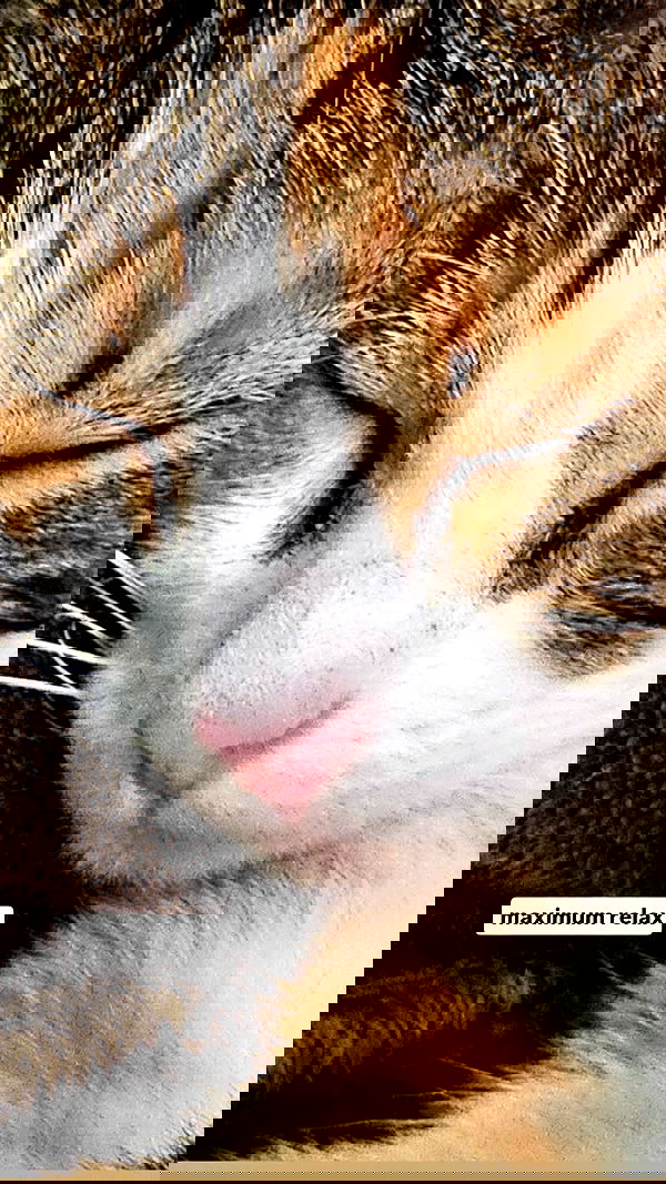 gumihohannya image ~ Altpins